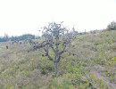dji dji