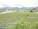 dji dji