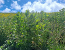 img wa0056 img wa0056