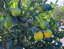 img wa0173 img wa0173